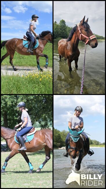 Megabraves junges Traumpferd sucht 5* zu Hause, Alexandra, Horses For Sale, Wald, Image 14