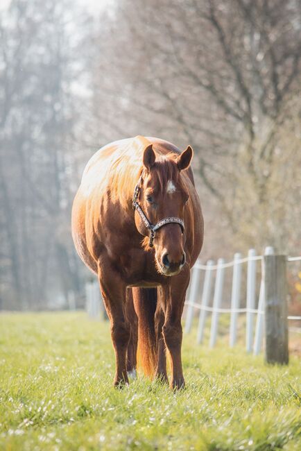 megakräftiger, cooler Quarter Horse Wallach, Kerstin Rehbehn (Pferdemarketing Ost), Pferd kaufen, Nienburg, Abbildung 3