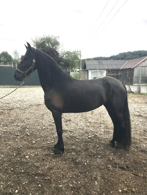 Meghan sucht ein neues Zuhause, Friedhelm Hanusch , Horses For Sale, Feldkirchen, Image 6