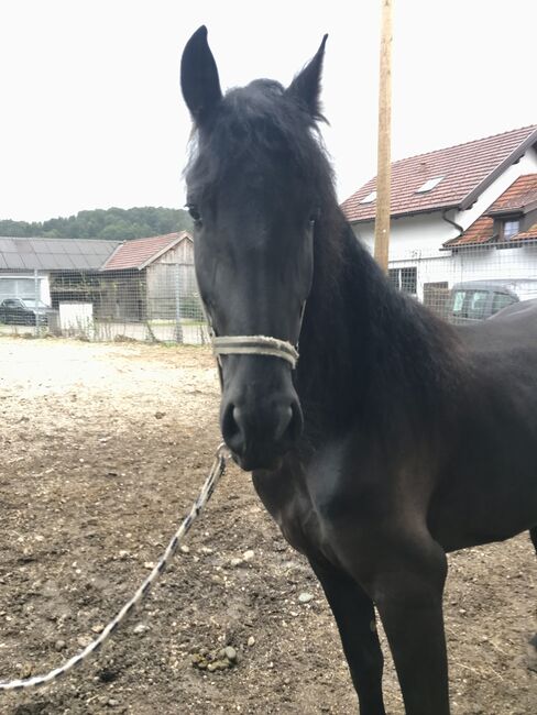 Meghan sucht ein neues Zuhause, Friedhelm Hanusch , Horses For Sale, Feldkirchen, Image 2