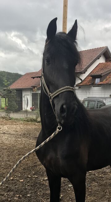 Meghan sucht ein neues Zuhause, Friedhelm Hanusch , Horses For Sale, Feldkirchen