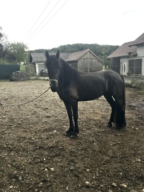 Meghan sucht ein neues Zuhause, Friedhelm Hanusch , Horses For Sale, Feldkirchen, Image 7