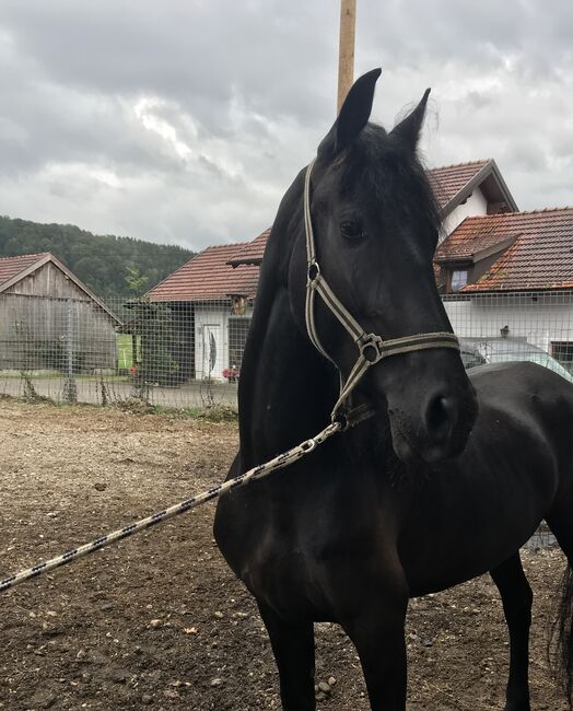 Meghan sucht ein neues Zuhause, Friedhelm Hanusch , Pferd kaufen, Feldkirchen, Abbildung 3