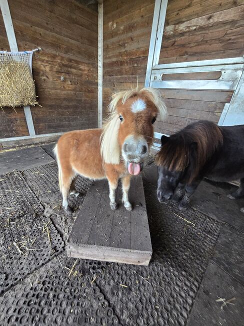 Mehrere Pflegebeteiligung/Reitbeteiligung (Pferd sucht Mensch), Jenny, Horse Sharing, Gütersloh, Image 2