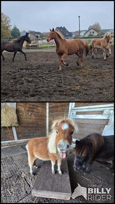 Mehrere Pflegebeteiligung/Reitbeteiligung (Pferd sucht Mensch), Jenny, Horse Sharing, Gütersloh, Image 3