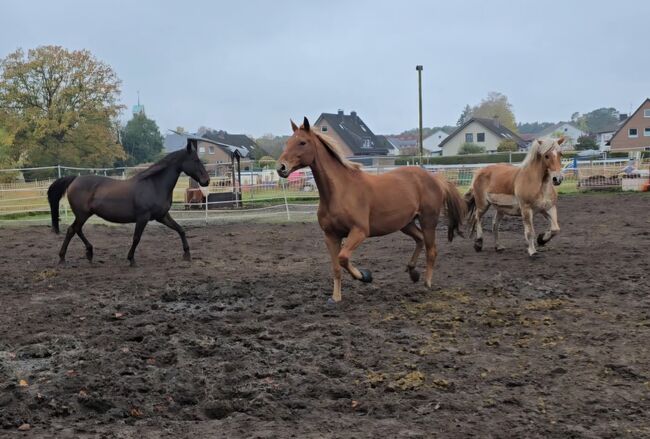 Mehrere Pflegebeteiligung/Reitbeteiligung (Pferd sucht Mensch), Jenny, Horse Sharing, Gütersloh