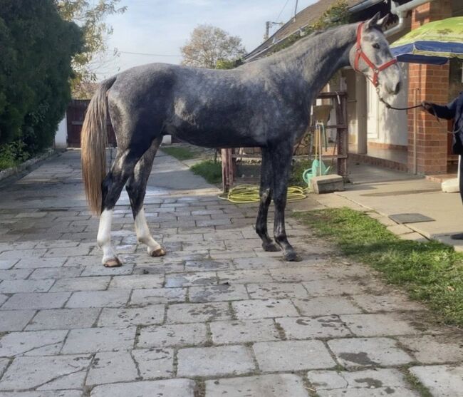 Meke, ein besonderes Pferd, 2 Jahre alt und gut ausgebildet!, Sophie, Horses For Sale, Freiburg, Image 4