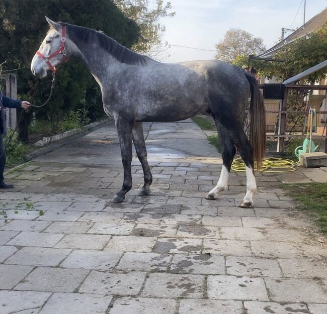 Meke, ein besonderes Pferd, 2 Jahre alt und gut ausgebildet!, Sophie, Horses For Sale, Freiburg, Image 3