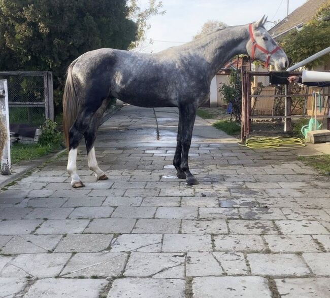 Meke, ein besonderes Pferd, 2 Jahre alt und gut ausgebildet!, Sophie, Pferd kaufen, Freiburg