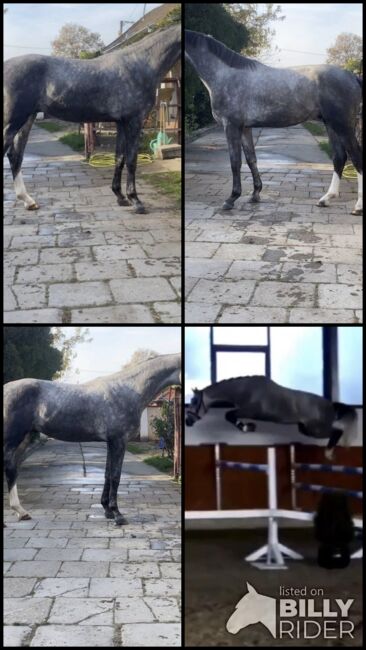 Meke, ein besonderes Pferd, 2 Jahre alt und gut ausgebildet!, Sophie, Horses For Sale, Freiburg, Image 5