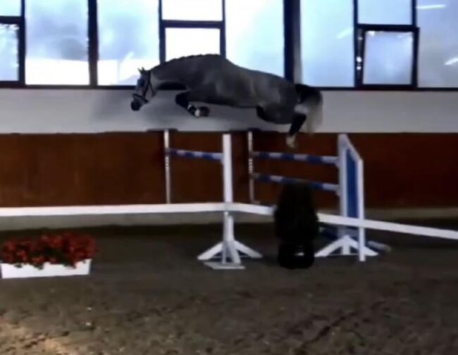 Meke, ein besonderes Pferd, 2 Jahre alt und gut ausgebildet!, Sophie, Konie na sprzedaż, Freiburg, Image 2
