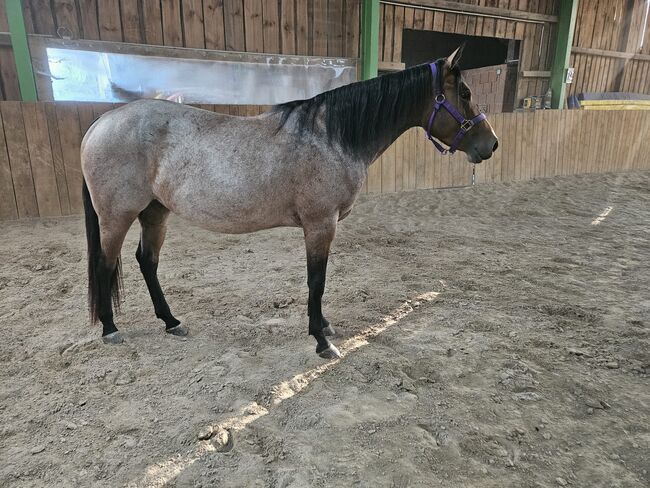 Menschenbezogene Bay Roan QH Stute mit bester Abstammung, Kerstin Rehbehn (Pferdemarketing Ost), Pferd kaufen, Nienburg