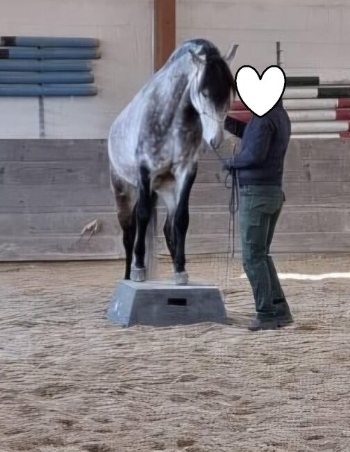 Menschenbezogener Lusitano-Wallach mit solider Ausbildung, Kerstin Rehbehn (Pferdemarketing Ost), Pferd kaufen, Nienburg