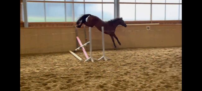 Menschenbezogenes Springtalent sucht Zuhause, Theresa Neumaier, Horses For Sale, Affaltern, Image 2