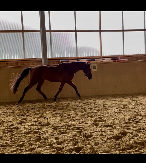 Menschenbezogenes Springtalent sucht Zuhause, Theresa Neumaier, Horses For Sale, Affaltern, Image 6