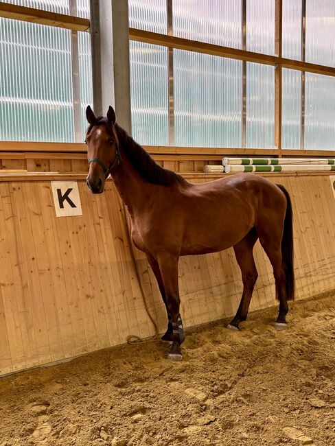 Menschenbezogenes Springtalent sucht Zuhause, Theresa Neumaier, Horses For Sale, Affaltern, Image 3