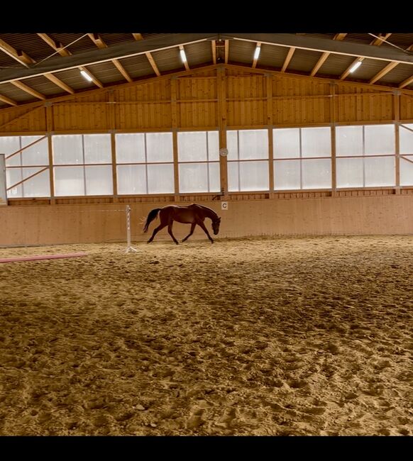 Menschenbezogenes Springtalent sucht Zuhause, Theresa Neumaier, Horses For Sale, Affaltern, Image 5