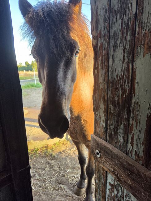 Menschenbezogener Islandwallach zur Verfügung/ Verkauf, Vanessa , Horses For Sale, Barleben Meitzendorf