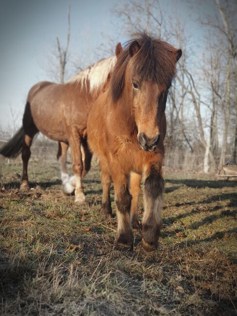 Menschenbezogener Islandwallach zur Verfügung/ Verkauf, Vanessa , Horses For Sale, Barleben Meitzendorf