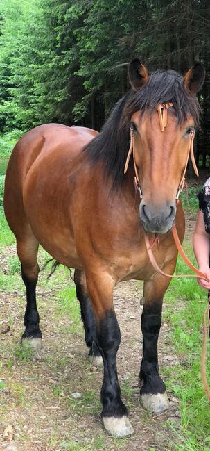 Menschenbezogener Norikerwallach sucht neue Lebensaufgabe, Pferdevermittlung Leus, Horses For Sale, Merzig, Image 10