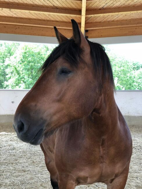 Menschenbezogener Norikerwallach sucht neue Lebensaufgabe, Pferdevermittlung Leus, Horses For Sale, Merzig, Image 5