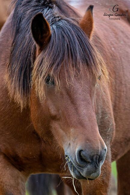 Menschenbezogener Norikerwallach sucht neue Lebensaufgabe, Pferdevermittlung Leus, Horses For Sale, Merzig, Image 9