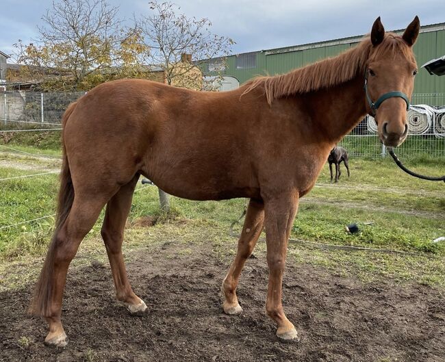 Mérida, Jungpferd, 5 Jahre, Aziza, Horses For Sale, Eggolsheim