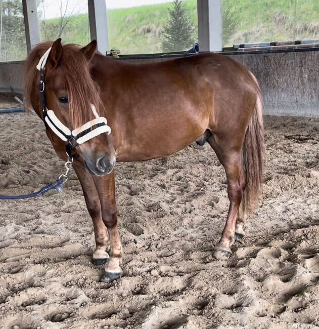 Merlin und Luigi, Denise, Horses For Sale, Aurolzmünster , Image 3