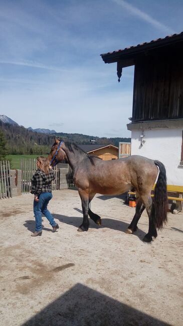 Merlin Noriker, Beatrix Stecher Messner , Horses For Sale, Schwaz