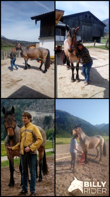 Merlin Noriker, Beatrix Stecher Messner , Horses For Sale, Schwaz, Image 5