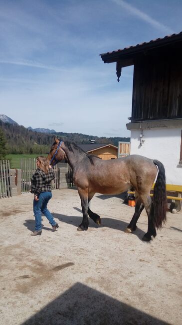 Merlin Noriker, Beatrix Stecher Messner , Pferd kaufen, Schwaz