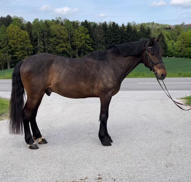 Merlin und Luigi, Denise, Horses For Sale, Aurolzmünster , Image 2