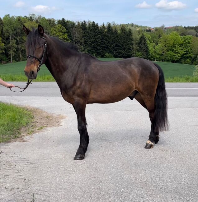 Merlin und Luigi, Denise, Horses For Sale, Aurolzmünster , Image 4