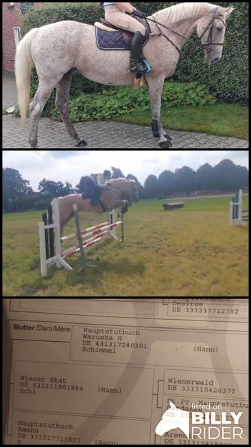 Stute 16jahre, Freizeit, Springen und Dressur, B.M., Horses For Sale, Großheide, Image 4