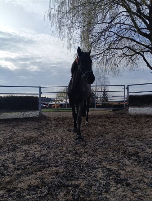 Stute Ambitioniert Turnierpferd 6j Familien Freizeit Pferd Dressur für schnell entschlossene, Jassi , Horses For Sale, Zossen , Image 21