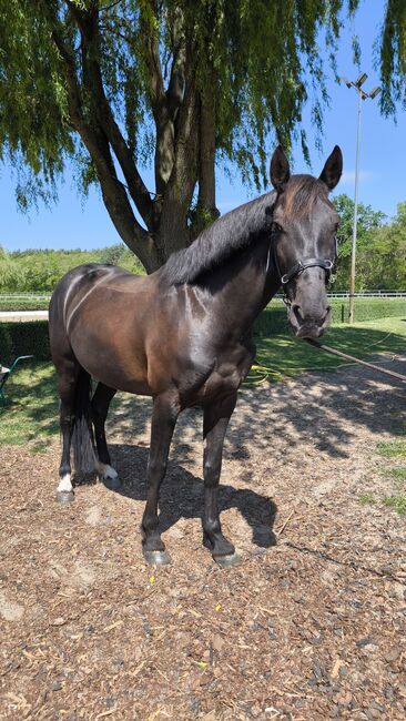 Stute Ambitioniert Turnierpferd 6j Familien Freizeit Pferd Dressur für schnell entschlossene, Jassi , Horses For Sale, Zossen , Image 20