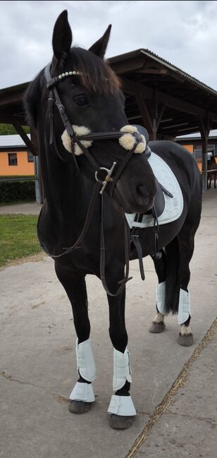 Stute Ambitioniert Turnierpferd 6j Familien Freizeit Pferd Dressur für schnell entschlossene, Jassi , Horses For Sale, Zossen , Image 7