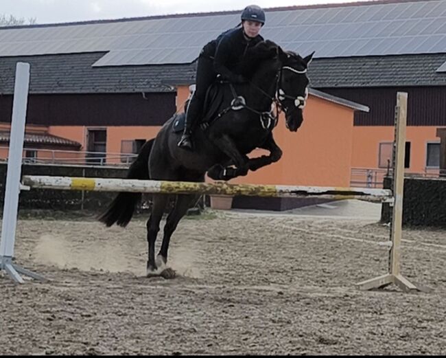 Stute Ambitioniert Turnierpferd 6j Familien Freizeit Pferd Dressur für schnell entschlossene, Jassi , Horses For Sale, Zossen , Image 11