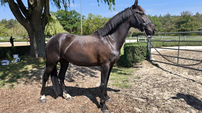 Stute Ambitioniert Turnierpferd 6j Familien Freizeit Pferd Dressur für schnell entschlossene, Jassi , Horses For Sale, Zossen 