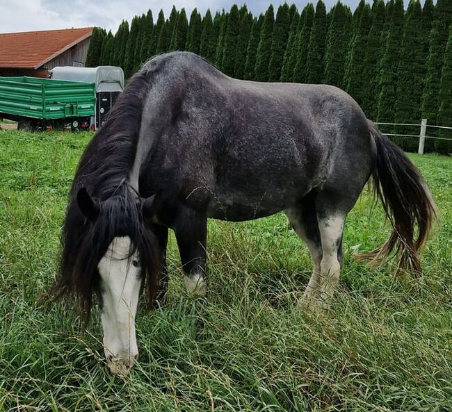 Stute Drama Queen alias Queeny, Manuel, Horses For Sale, Seefeld in Tirol, Image 2