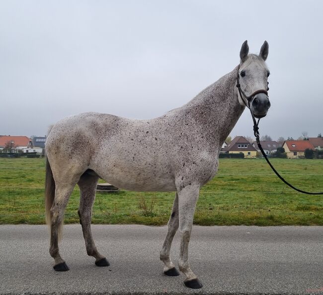 Stute sucht dringend Ihren Menschen, Beatrice , Horses For Sale, Lauta, Image 3