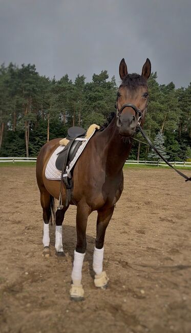 Stute mit Herz, Marie, Horses For Sale, Strausberg, Image 2