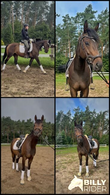 Stute mit Herz, Marie, Horses For Sale, Strausberg, Image 8
