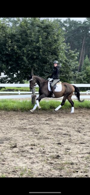 Stute mit Herz, Marie, Horses For Sale, Strausberg, Image 5