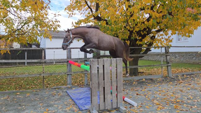 Stute mit Springpotenzial!, Barbara Granig, Horses For Sale, Unterwart