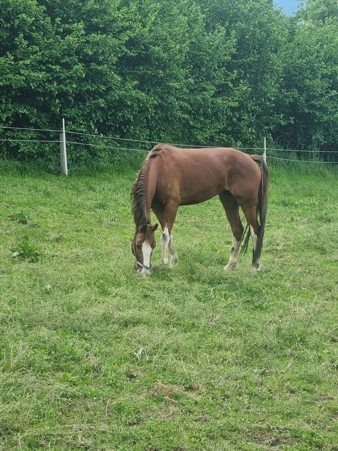 Stute zum decken, Josef Jenewein , Horses For Sale, Ampass , Image 2