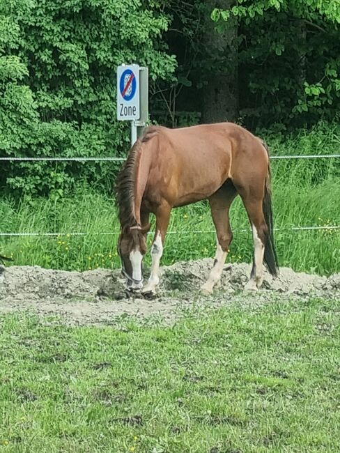 Stute zum decken, Josef Jenewein , Horses For Sale, Ampass , Image 3