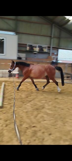 Stute sucht neues Zuhause, Zk, Horses For Sale, Kerken, Image 5
