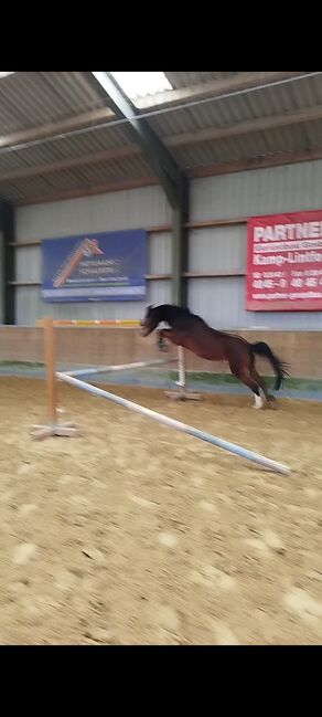 Stute sucht neues Zuhause, Zk, Horses For Sale, Kerken, Image 3