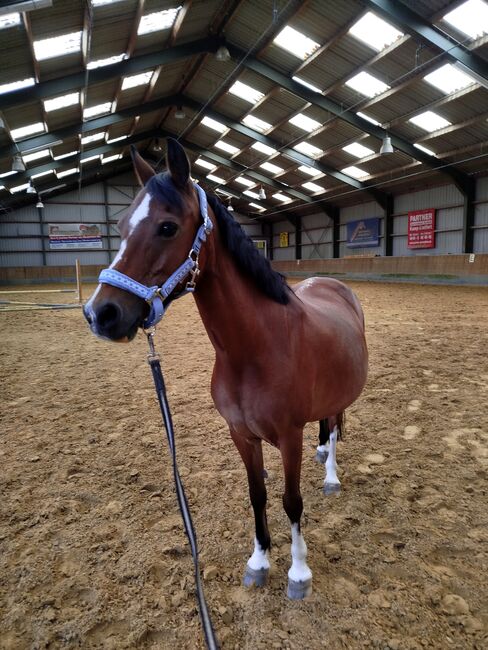 Stute sucht neues Zuhause, Zk, Horses For Sale, Kerken, Image 10